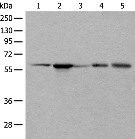 Anti-BAIAP2L1 Rabbit Polyclonal Antibody