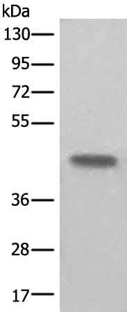 Anti-BHMT2 Rabbit Polyclonal Antibody