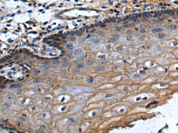 Anti-BTN1A1 Rabbit Polyclonal Antibody