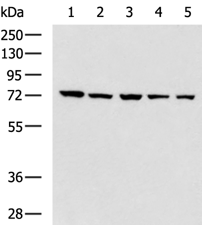Anti-BTN1A1 Rabbit Polyclonal Antibody