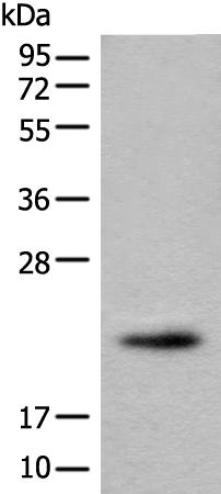 Anti-C1orf93 Rabbit Polyclonal Antibody