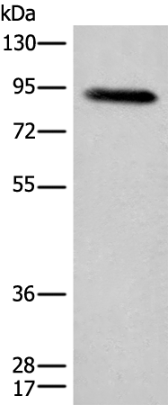 Anti-C1R Rabbit Polyclonal Antibody
