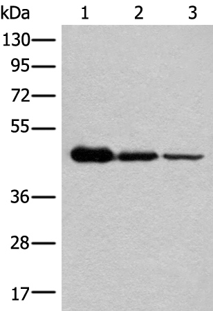 Anti-NADK2 Rabbit Polyclonal Antibody