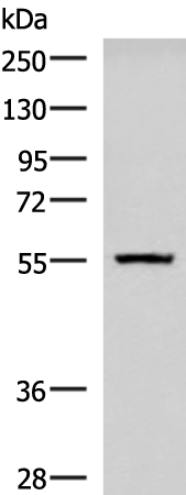 Anti-CAMKK1 Rabbit Polyclonal Antibody