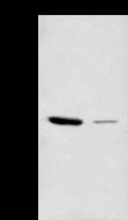 Anti-CPM Rabbit Polyclonal Antibody