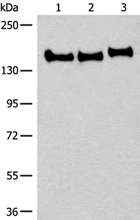 Anti-Caspr2 Rabbit Polyclonal Antibody