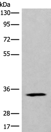 Anti-CCDC137 Rabbit Polyclonal Antibody
