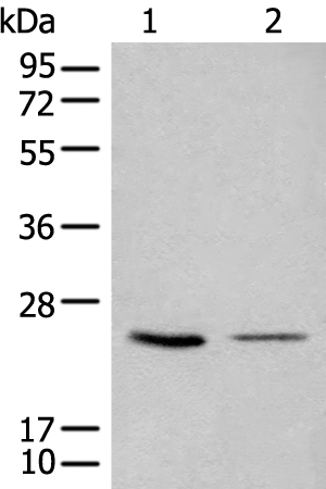 Anti-CDCA4 Rabbit Polyclonal Antibody