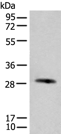 Anti-CFHR2 Rabbit Polyclonal Antibody