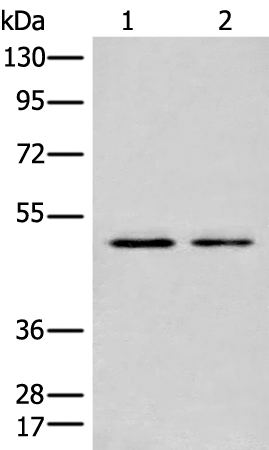 Anti-CHIT1 Rabbit Polyclonal Antibody