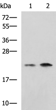 Anti-CHMP6 Rabbit Polyclonal Antibody