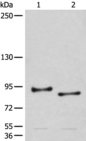 Anti-CHRD Rabbit Polyclonal Antibody