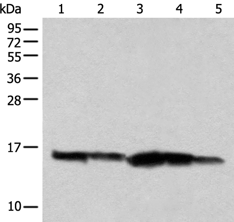 Anti-CISD1 Rabbit Polyclonal Antibody