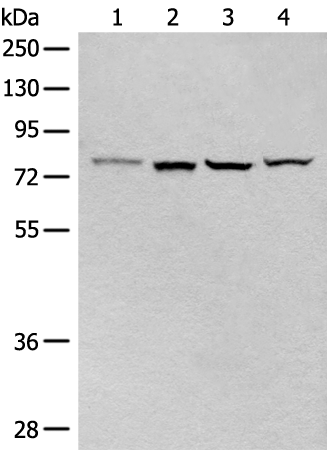 Anti-CLPTM1 Rabbit Polyclonal Antibody