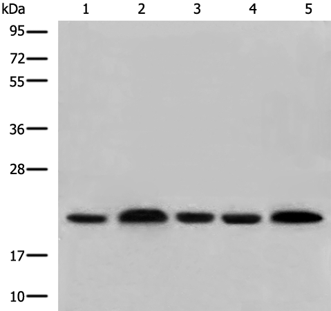 Anti-COMMD1 Rabbit Polyclonal Antibody