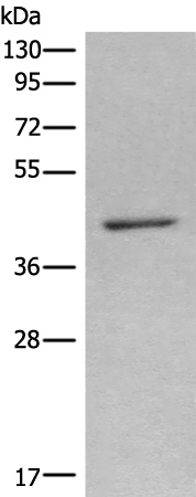 Anti-NR1I3 Rabbit Polyclonal Antibody
