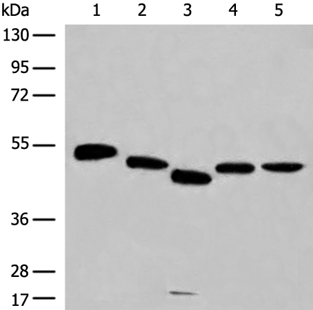 Anti-RCOR3 Rabbit Polyclonal Antibody