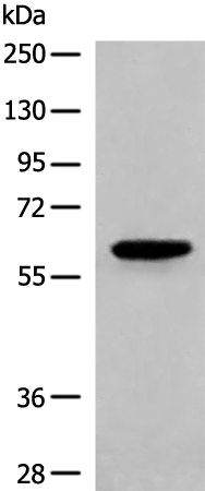 Anti-CORO2A Rabbit Polyclonal Antibody
