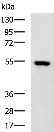 Anti-MIER1 Rabbit Polyclonal Antibody