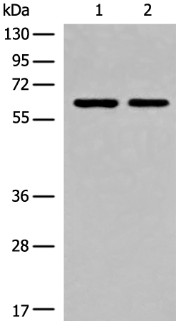 Anti-CREB3L2 Rabbit Polyclonal Antibody