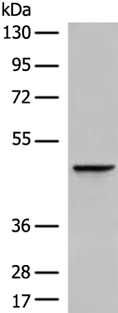 Anti-DDOST Rabbit Polyclonal Antibody