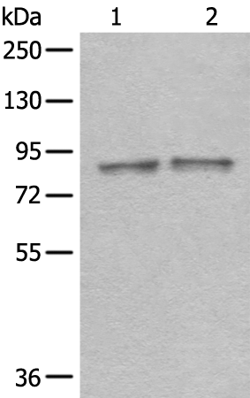 Anti-DDX1 Rabbit Polyclonal Antibody