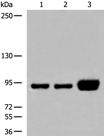 Anti-DDX27 Rabbit Polyclonal Antibody