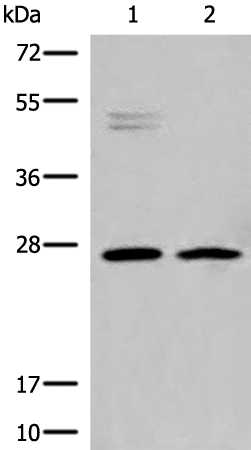 Anti-HLA DMB Rabbit Polyclonal Antibody