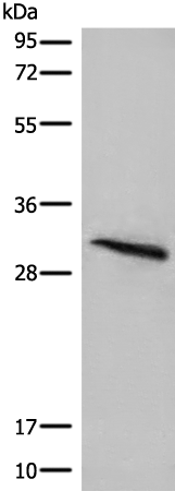 Anti-ITM2B Rabbit Polyclonal Antibody