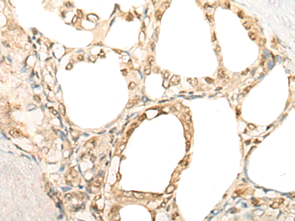 Anti-IMPA1 Rabbit Polyclonal Antibody