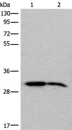 Anti-IMPA1 Rabbit Polyclonal Antibody
