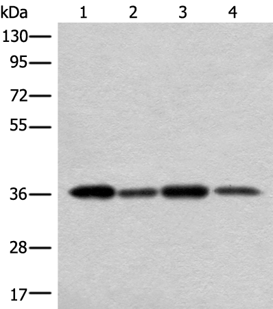 Anti-NIFK Rabbit Polyclonal Antibody