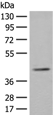 Anti-ERGIC3 Rabbit Polyclonal Antibody