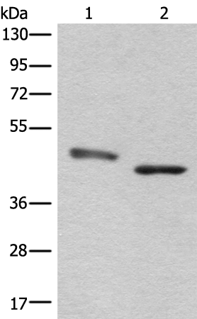 Anti-NEIL1 Rabbit Polyclonal Antibody