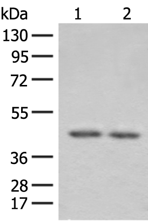 Anti-ILKAP Rabbit Polyclonal Antibody