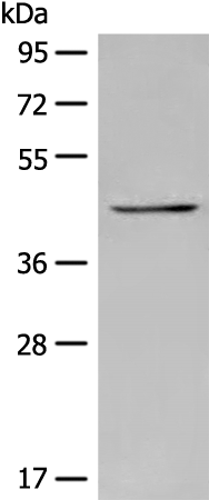 Anti-INPP1 Rabbit Polyclonal Antibody