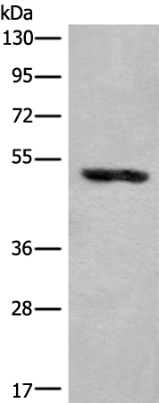 Anti-KLHDC2 Rabbit Polyclonal Antibody