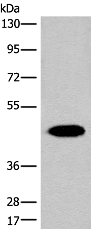 Anti-FAH Rabbit Polyclonal Antibody