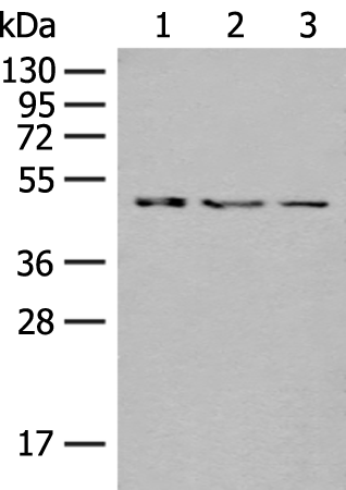 Anti-GCDH Rabbit Polyclonal Antibody