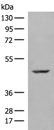 Anti-ZBTB8A Rabbit Polyclonal Antibody