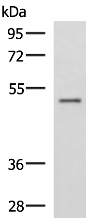 Anti-GRWD1 Rabbit Polyclonal Antibody