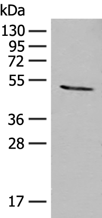 Anti-MOCS3 Rabbit Polyclonal Antibody