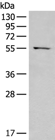 Anti-SELENBP1 Rabbit Polyclonal Antibody