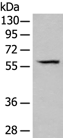 Anti-PARS2 Rabbit Polyclonal Antibody