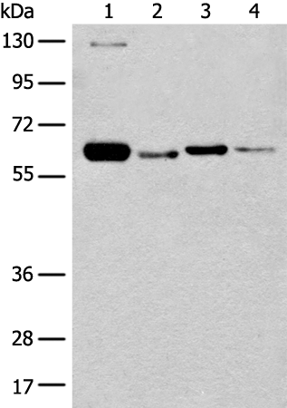 Anti-DUS2 Rabbit Polyclonal Antibody