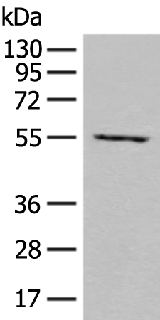 Anti-SHMT2 Rabbit Polyclonal Antibody