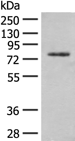 Anti-TRMT1 Rabbit Polyclonal Antibody