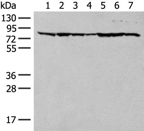 Anti-TUBGCP4 Rabbit Polyclonal Antibody