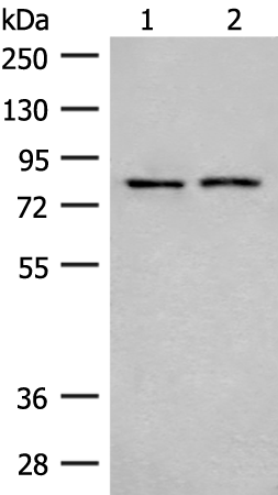 Anti-Thimet Oligopeptidase Rabbit Polyclonal Antibody