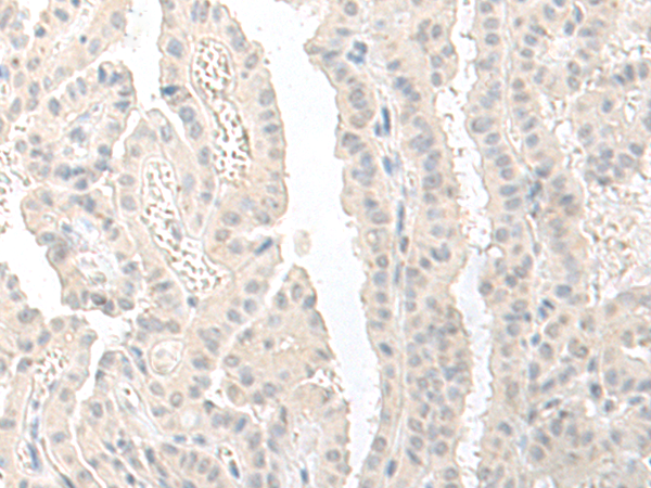Anti-RPS27L Rabbit Polyclonal Antibody